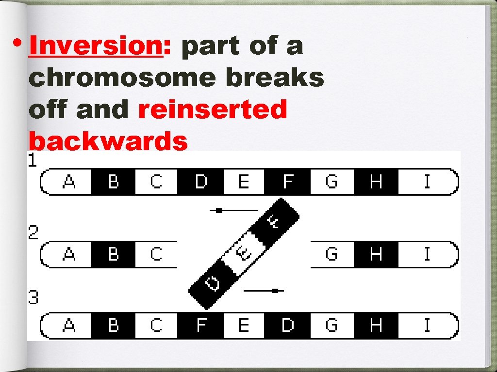 • Inversion: part of a chromosome breaks off and reinserted backwards 