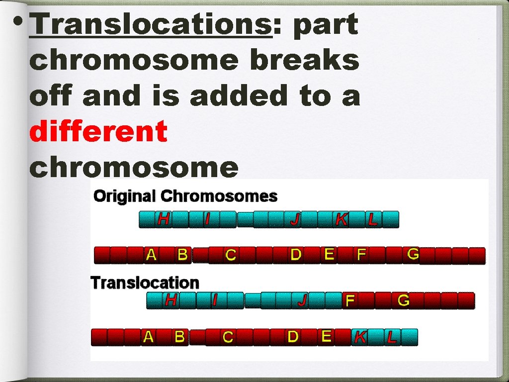  • Translocations: part chromosome breaks off and is added to a different chromosome