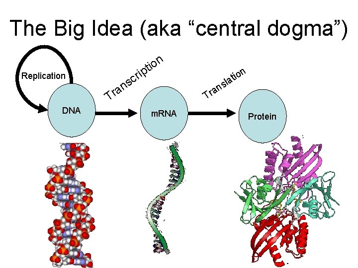 The Big Idea (aka “central dogma”) n o i pt ri c ns Replication
