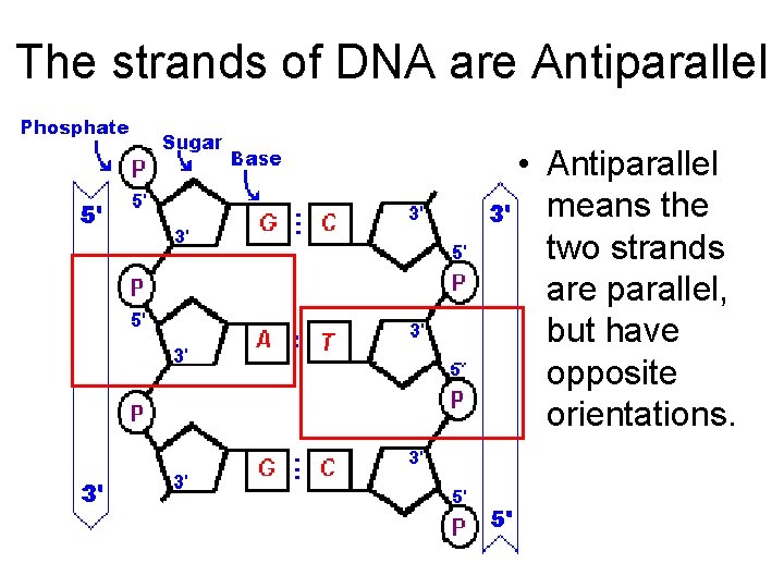 The strands of DNA are Antiparallel • Antiparallel means the two strands are parallel,