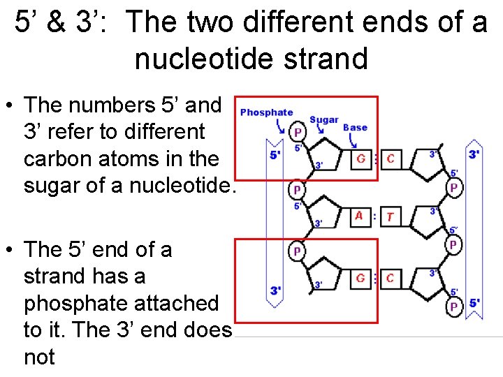 5’ & 3’: The two different ends of a nucleotide strand • The numbers