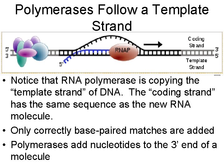 Polymerases Follow a Template Strand • Notice that RNA polymerase is copying the “template