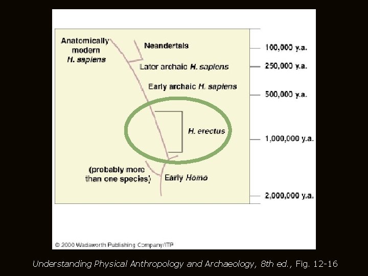 Understanding Physical Anthropology and Archaeology, 8 th ed. , Fig. 12 -16 