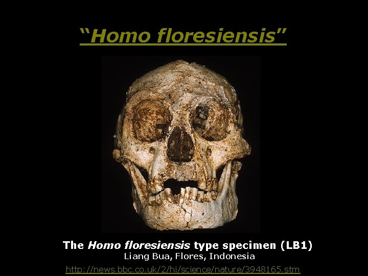“Homo floresiensis” The Homo floresiensis type specimen (LB 1) Liang Bua, Flores, Indonesia http: