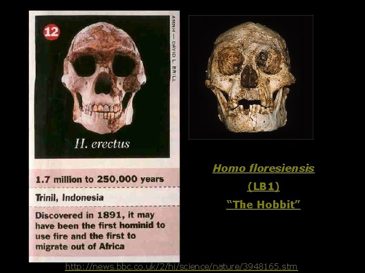 Homo floresiensis (LB 1) “The Hobbit” http: //news. bbc. co. uk/2/hi/science/nature/3948165. stm 