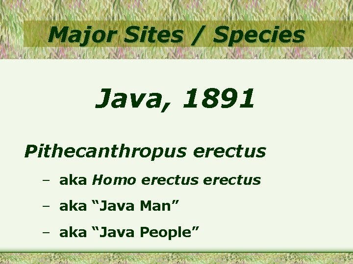 Major Sites / Species Java, 1891 Pithecanthropus erectus – aka Homo erectus – aka