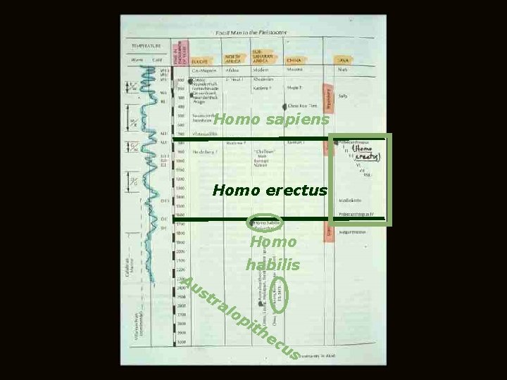 Homo sapiens Homo erectus Homo Au habilis st ra lo pi th ec us
