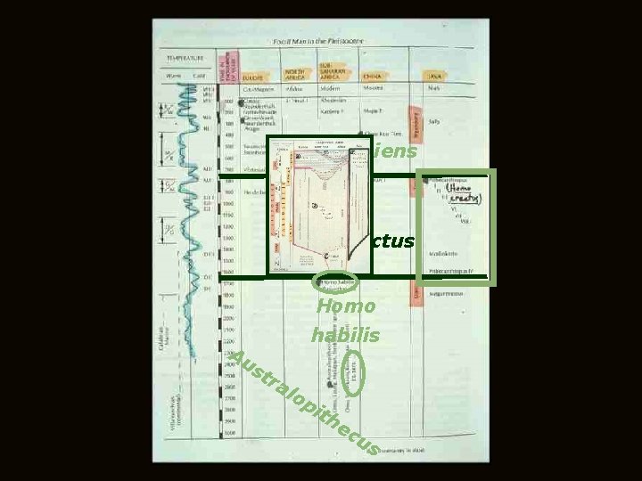 Homo sapiens Homo erectus Homo Au habilis st ra lo pi th ec us