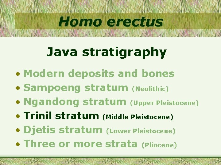 Homo erectus Java stratigraphy • Modern deposits and bones • Sampoeng stratum (Neolithic) •