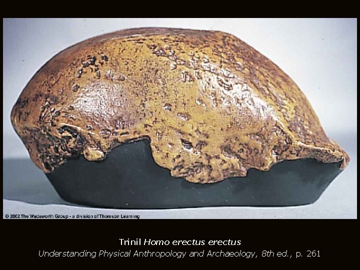 Trinil Homo erectus Understanding Physical Anthropology and Archaeology, 8 th ed. , p. 261