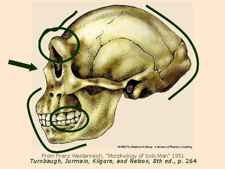 From Franz Weidenreich, “Morphology of Solo Man” 1951 Turnbaugh, Jurmain, Kilgore, and Nelson, 8