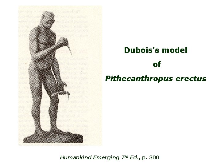 Dubois’s model of Pithecanthropus erectus Humankind Emerging 7 th Ed. , p. 300 