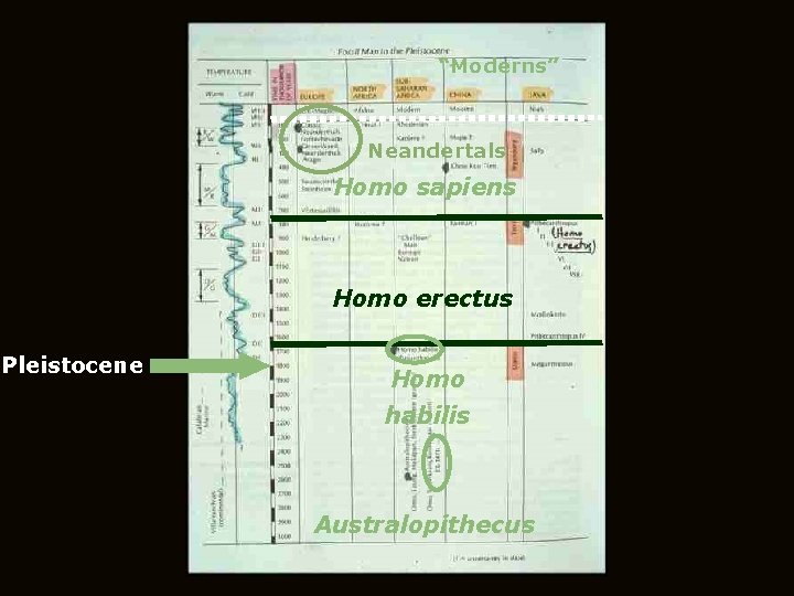 “Moderns” Neandertals Homo sapiens Homo erectus Pleistocene Homo habilis Australopithecus 