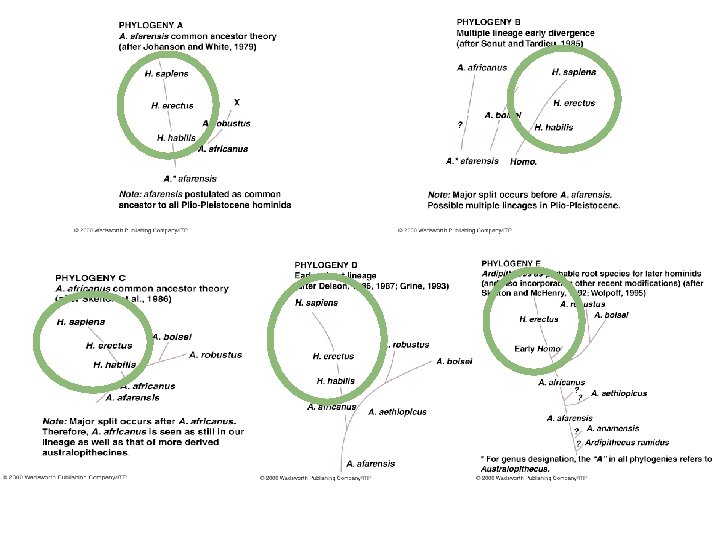 Understanding Physical Anthropology and Archaeology, 8 th ed. , p. 254 