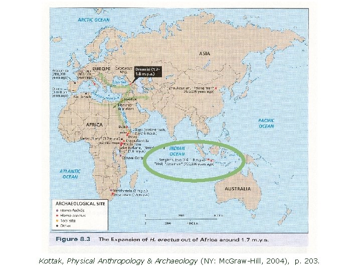 Kottak, Physical Anthropology & Archaeology (NY: Mc. Graw-Hill, 2004), p. 203. 