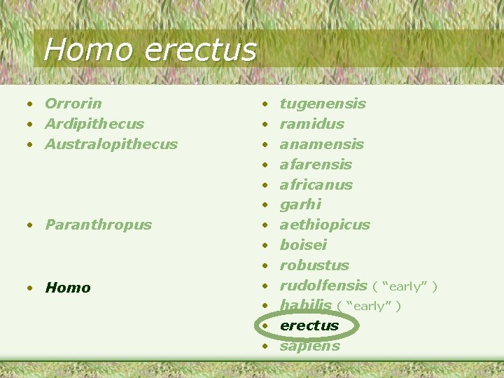 Homo erectus • Orrorin • Ardipithecus • Australopithecus • Paranthropus • Homo • •