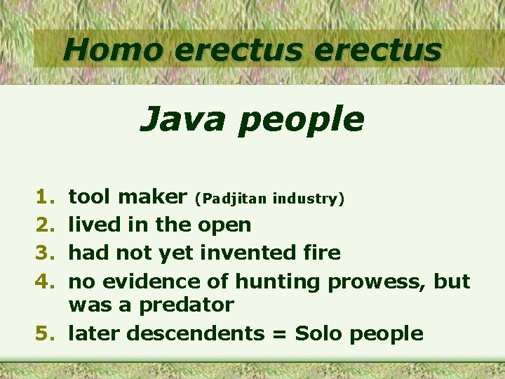 Homo erectus Java people 1. 2. 3. 4. tool maker (Padjitan industry) lived in