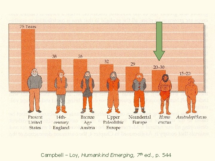 Campbell – Loy, Humankind Emerging, 7 th ed. , p. 544 
