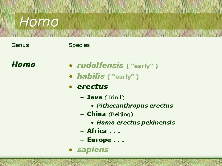 Homo Genus Species Homo • rudolfensis ( “early” ) • habilis ( “early” )