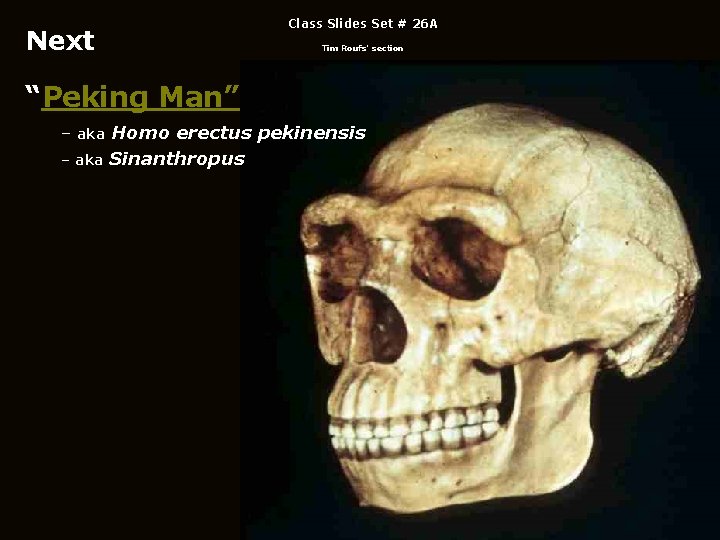 Class Slides Set # 26 A Next Tim Roufs’ section “Peking Man” – aka