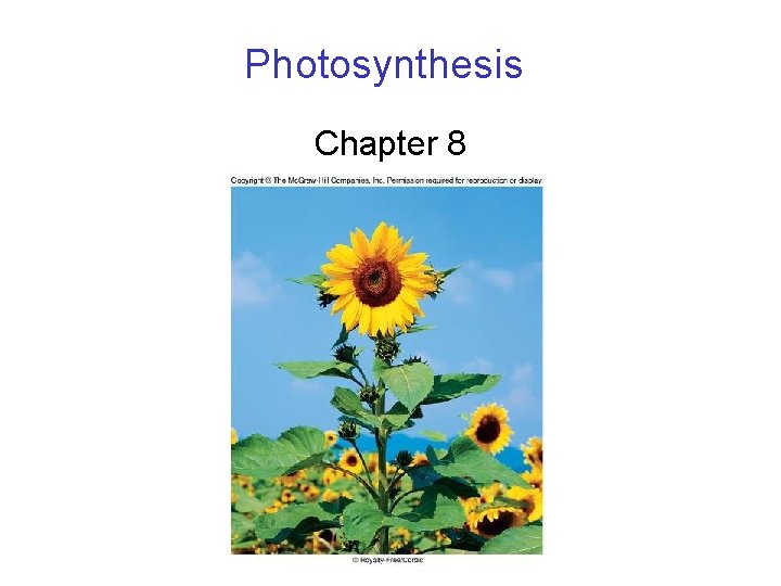 Photosynthesis Chapter 8 Photosynthesis Overview Energy for all