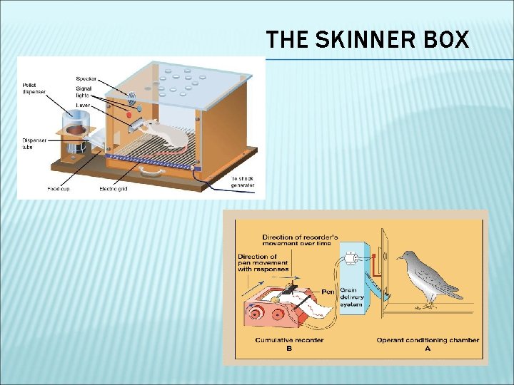 THE SKINNER BOX 
