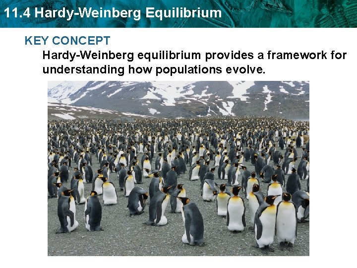 11. 4 Hardy-Weinberg Equilibrium KEY CONCEPT Hardy-Weinberg equilibrium provides a framework for understanding how