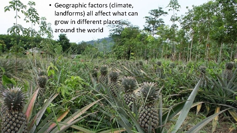 • Geographic factors (climate, landforms) all affect what can grow in different places • Geographic factors (climate, landforms) all affect what can grow in different places
