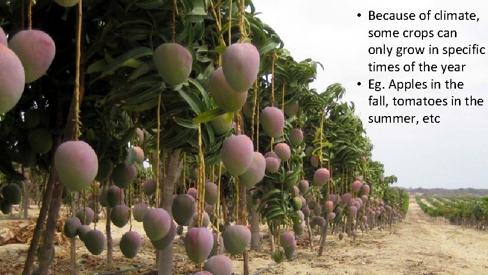 • Because of climate, some crops can only grow in specific times of • Because of climate, some crops can only grow in specific times of