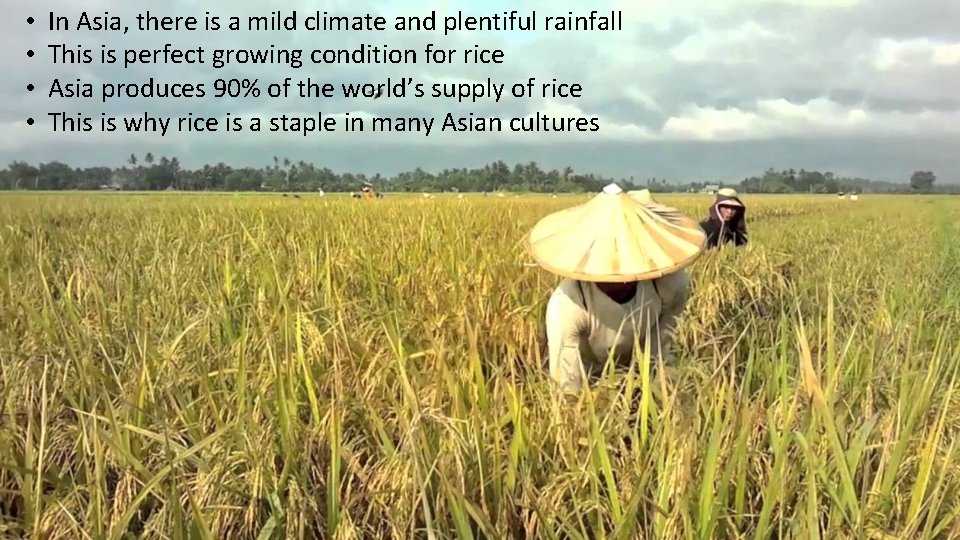 • • In Asia, there is a mild climate and plentiful rainfall This • • In Asia, there is a mild climate and plentiful rainfall This