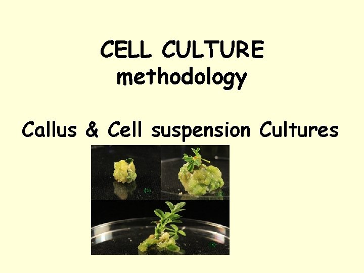 CELL CULTURE methodology Callus & Cell suspension Cultures 