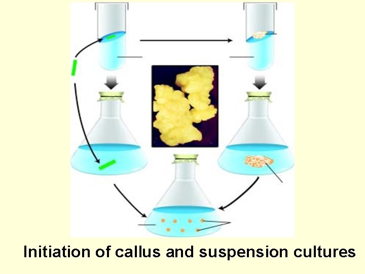 Initiation of callus and suspension cultures 