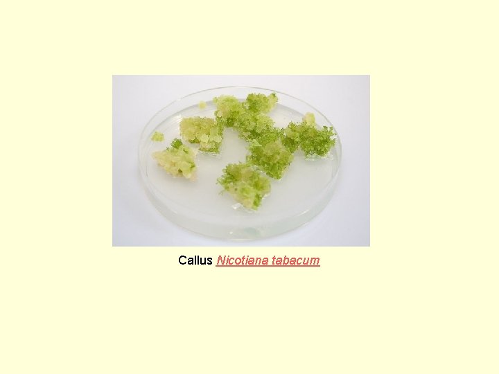 Callus Nicotiana tabacum 