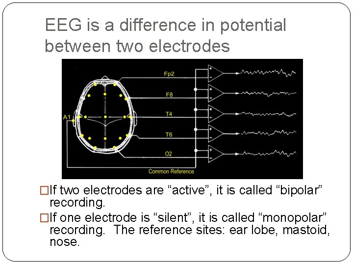 EEG is a difference in potential between two electrodes �If two electrodes are “active”,