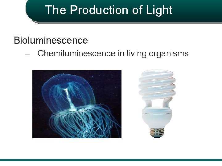 The Production of Light Bioluminescence – Chemiluminescence in living organisms 