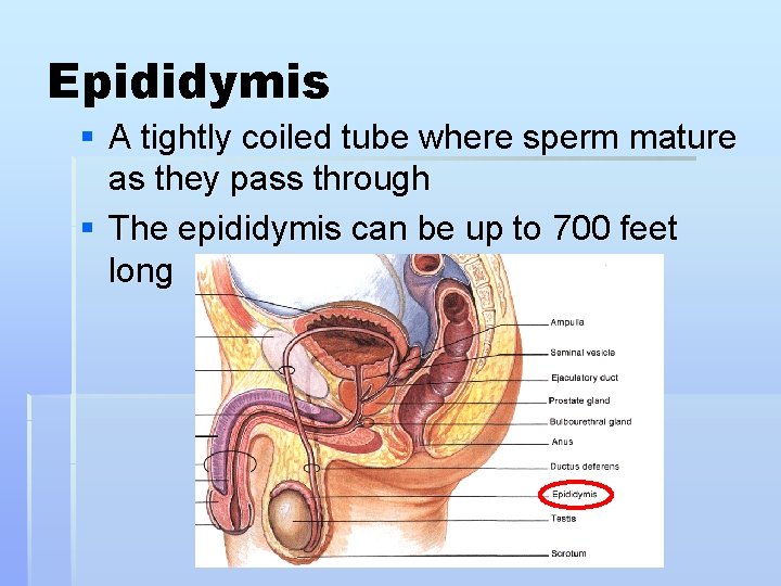 Epididymis § A tightly coiled tube where sperm mature as they pass through §