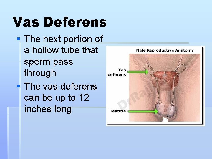 Vas Deferens § The next portion of a hollow tube that sperm pass through