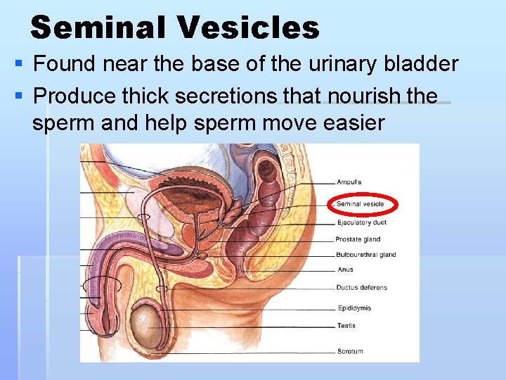 Seminal Vesicles § Found near the base of the urinary bladder § Produce thick