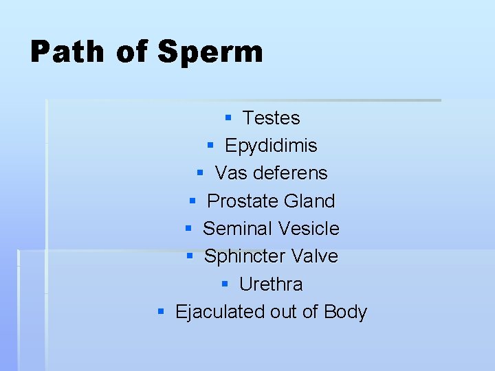 Path of Sperm § Testes § Epydidimis § Vas deferens § Prostate Gland §