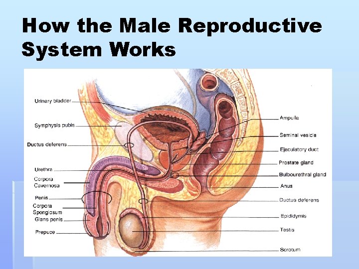How the Male Reproductive System Works 