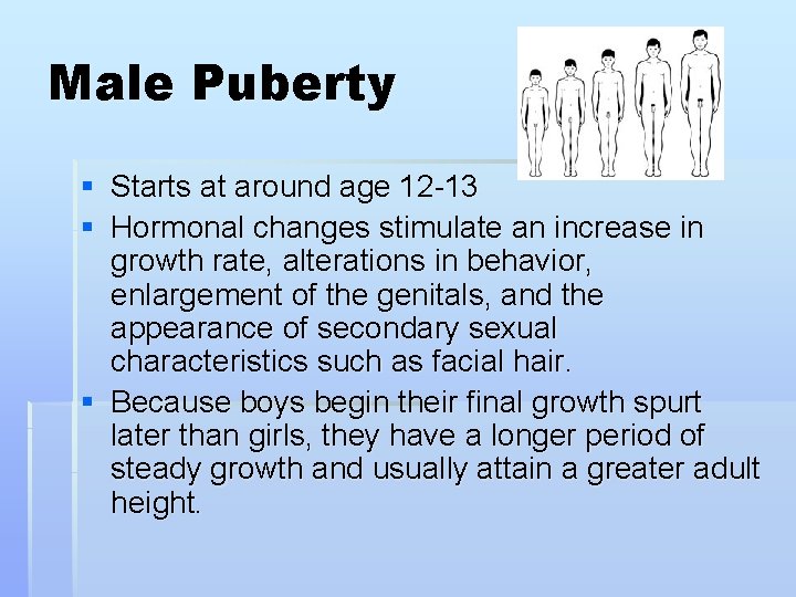 Male Puberty § Starts at around age 12 -13 § Hormonal changes stimulate an