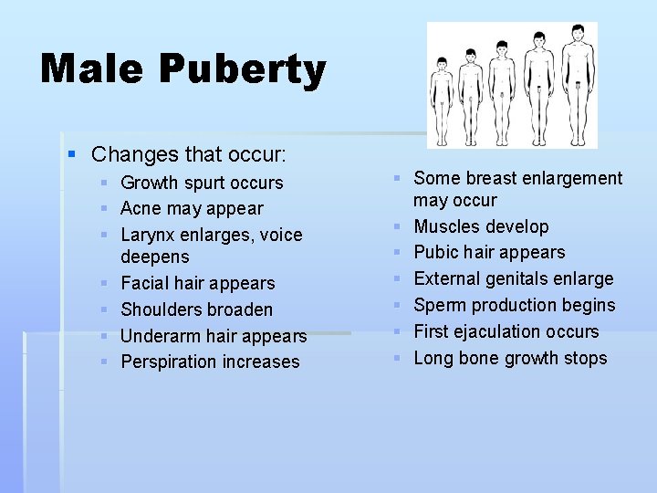 Male Puberty § Changes that occur: § § § § Growth spurt occurs Acne