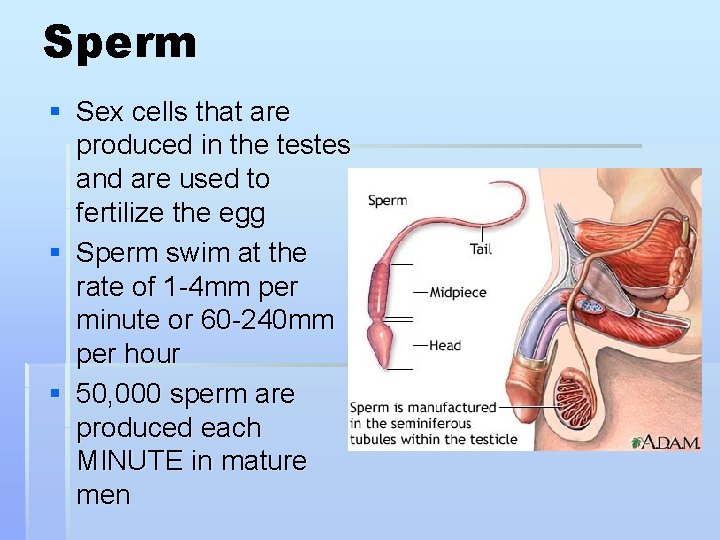 Sperm § Sex cells that are produced in the testes and are used to