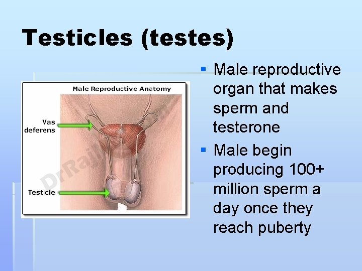 Testicles (testes) § Male reproductive organ that makes sperm and testerone § Male begin