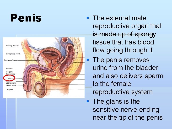 Penis § The external male reproductive organ that is made up of spongy tissue