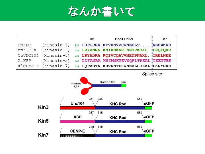 Interhead tension determines processivity across diverse Nterminal kinesins