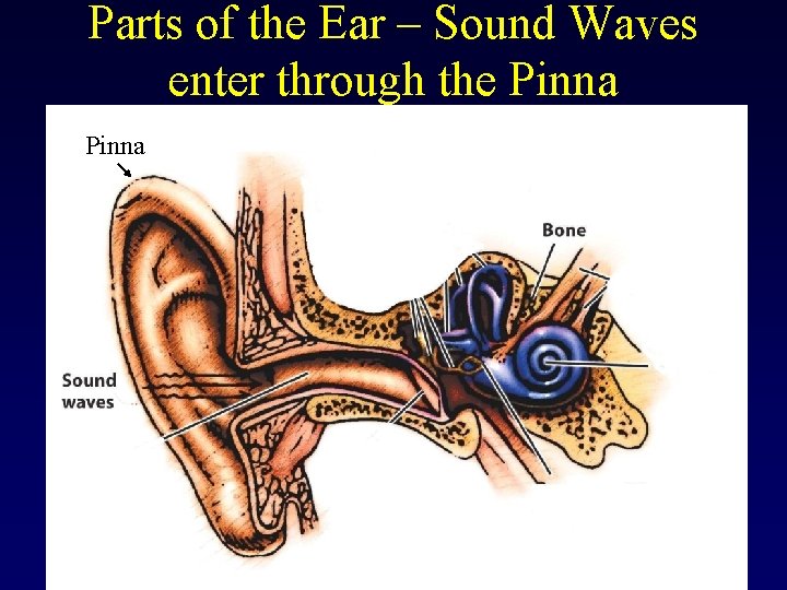 Parts of the Ear – Sound Waves enter through the Pinna 