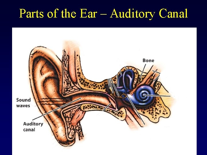 Parts of the Ear – Auditory Canal 