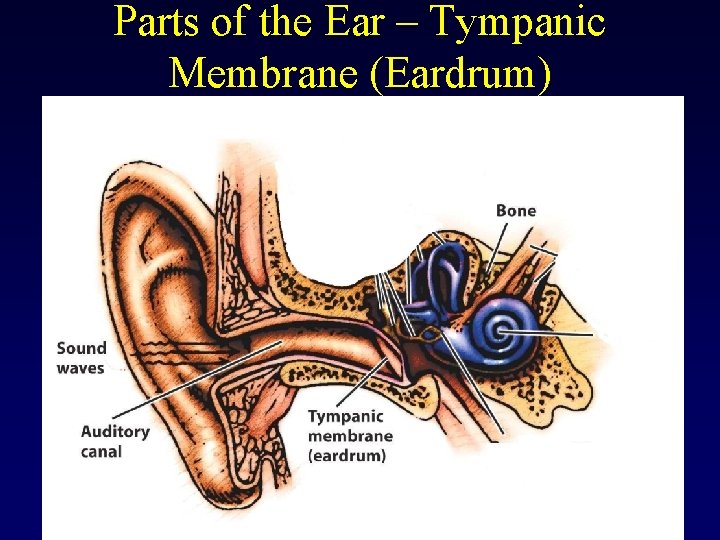 Parts of the Ear – Tympanic Membrane (Eardrum) 
