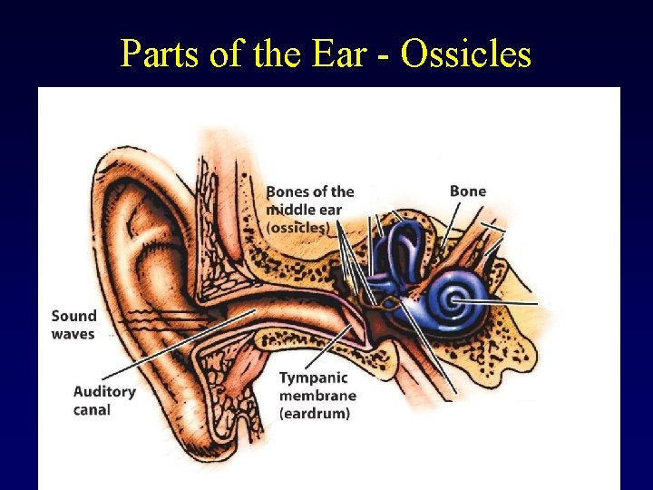 Parts of the Ear - Ossicles 